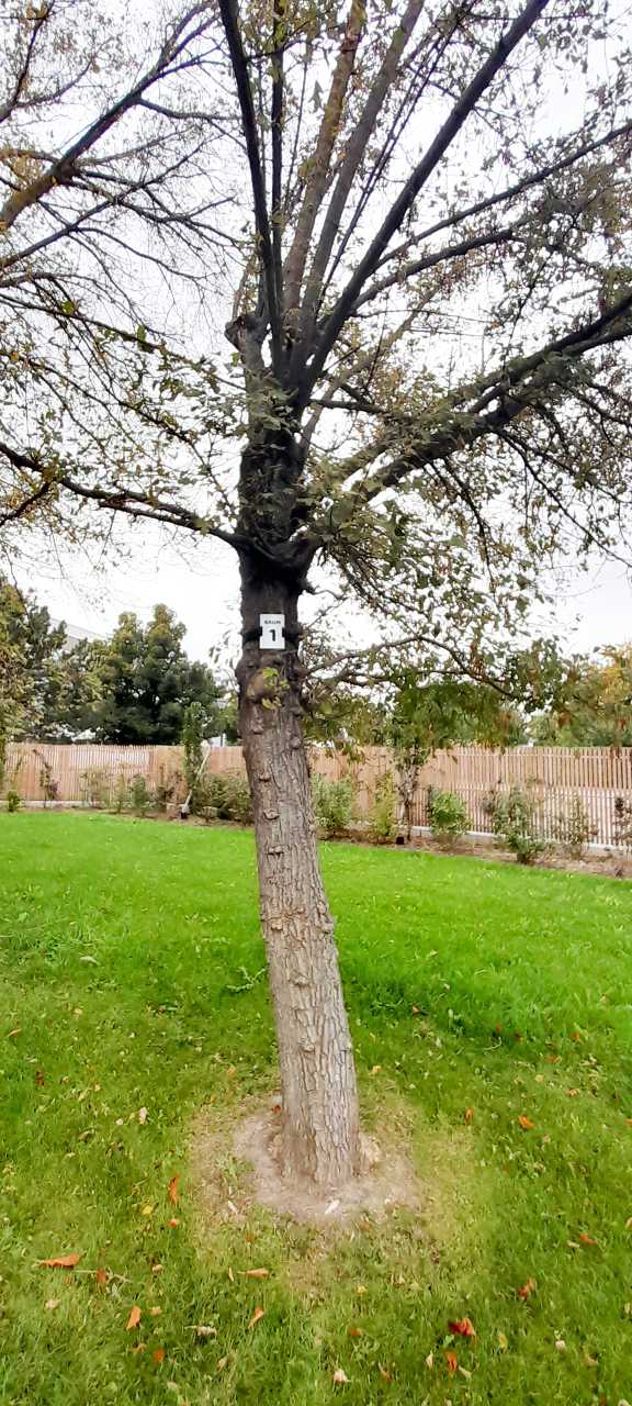 Baumbestattung Wiener Neudorf - Baum Nr. 1