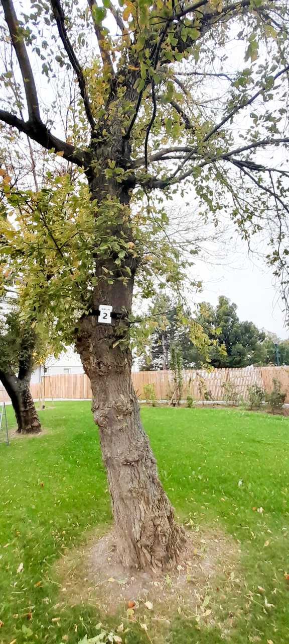 Baumbestattung Wiener Neudorf - Baum Nr. 2