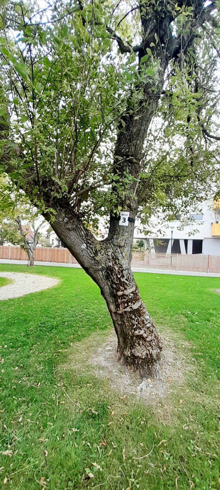 Baumbestattung Wiener Neudorf - Baum Nr. 3