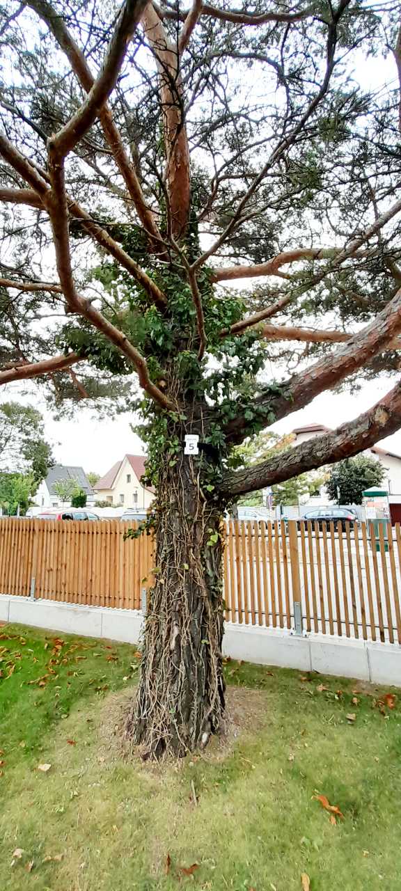 Baumbestattung Wiener Neudorf - Baum Nr. 5