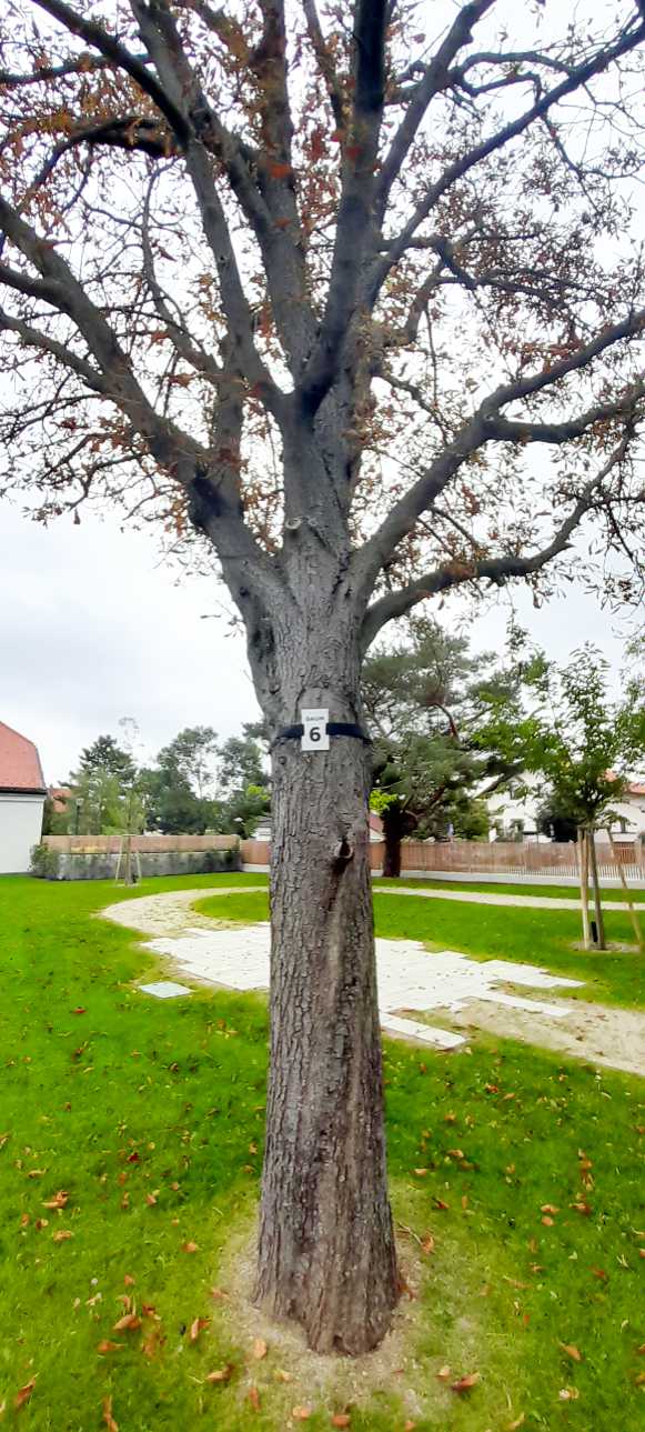 Baumbestattung Wiener Neudorf - Baum Nr. 6